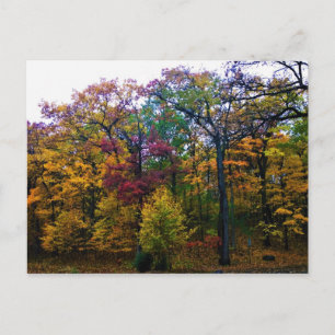 Dunkler Herbstwald Postkarte