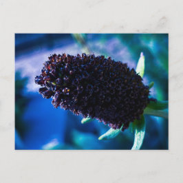 Dunkler lila Blütenkopf aus der Nähe vor Blau Postkarte