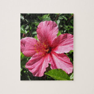 Dunkler rosa Hibiskus