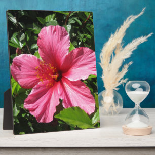 Dunkler rosa Hibiskus Fotoplatte