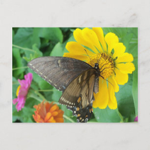 Dunkler Schmetterling 2 Postkarte