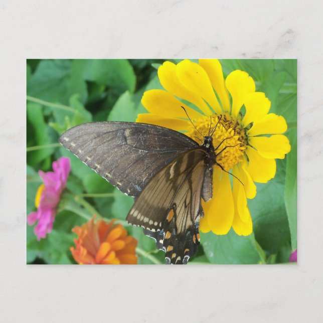 Dunkler Schmetterling 2 Postkarte (Vorderseite)