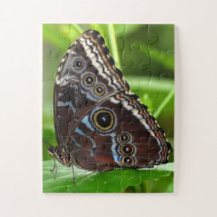 Dunkler Schmetterling Sitzen auf Blätter in der Na