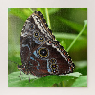 Dunkler Schmetterling sitzt auf Blätter in der Nat