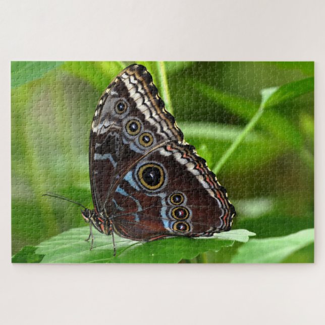 Dunkler Schmetterling sitzt auf der Linke (Horizontal)