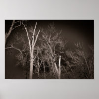 Dunkler Wald – Unheimliche Schwarz-Weiß-Baum-Kunst