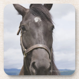Dunkles Brown-Pferd Untersetzer