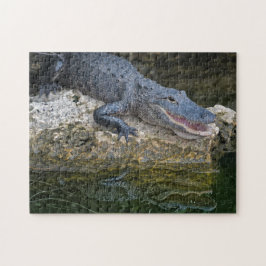 Dunkles Krokodil mit klarer Reflektion im Wasser