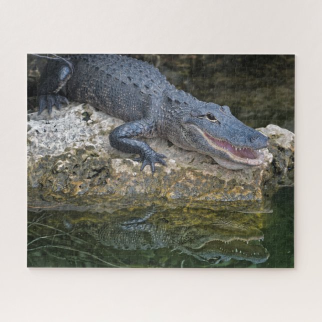 Dunkles Krokodil mit klarer Reflektion im Wasser (Horizontal)