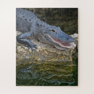 Dunkles Krokodil mit klarer Reflektion im Wasser