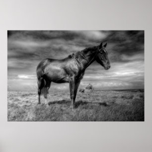 Dunkles Pferdeplakat Poster
