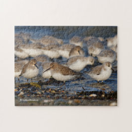 Dunlins und Sanderlings am Strand