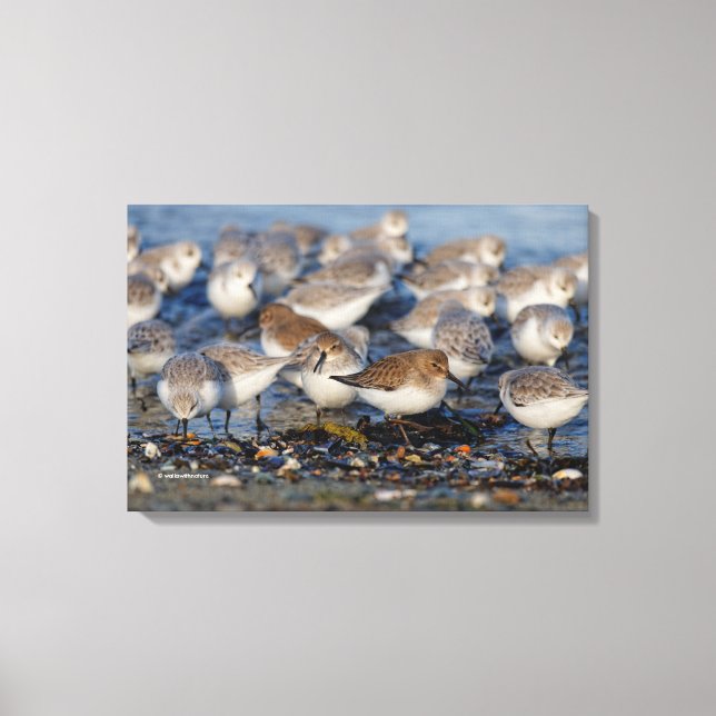 Dunlins und Sanderlings am Strand Leinwanddruck (Vorderseite)