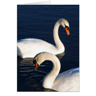 Duo de cygne