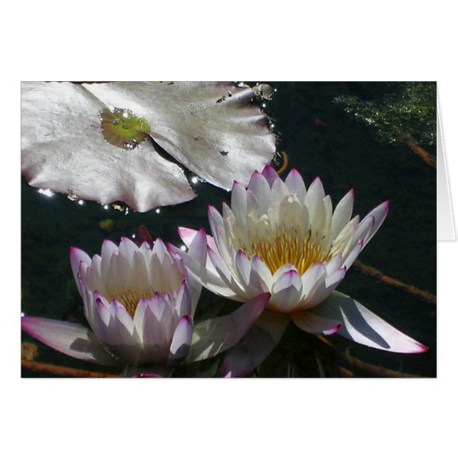 Duo de nénuphar (Devant horizontal)