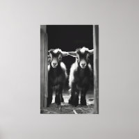 Duo monochromatischer Babyziegen Stehend