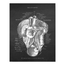 Duodenum Anatomie Art Gastroenterologe Wall Deco