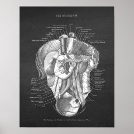 Duodenum Anatomie Art Gastroenterologe Wall Deco Poster