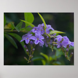 Duranta erecta poster