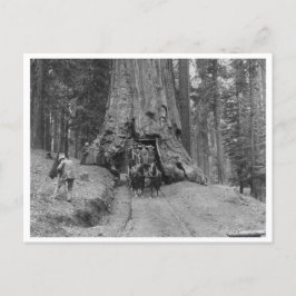 Durch den großen Baum Wawona kommen Postkarte