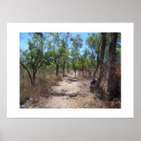 Durch die Bäume Australien Farbfotografie