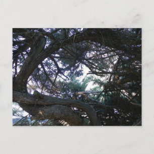 Durch die Bäume Postkarte