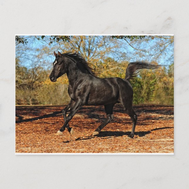 Durch die Herbstblätter Postkarte (Vorderseite)