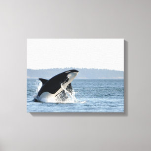 Durchbrechen des Orca-Leinwand-Druckes Leinwanddruck