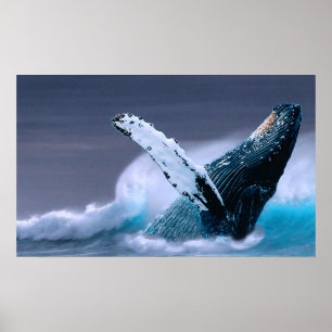 Durchbrechen des Waltier-Fotografieplakats Poster