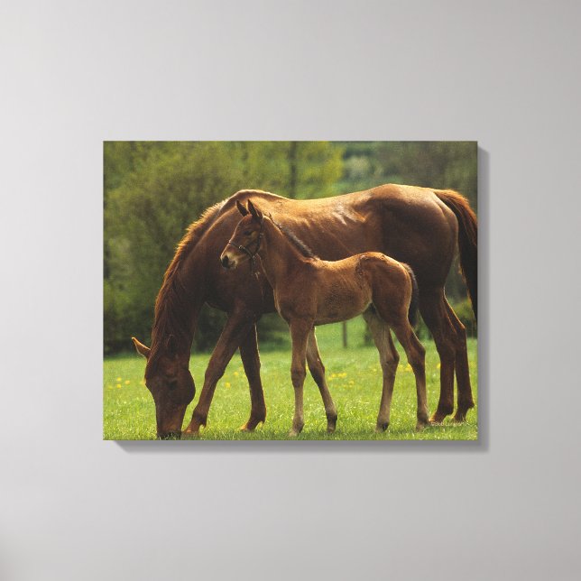 Durchgeklebte Mare & Foal 2 Leinwanddruck (Vorderseite)