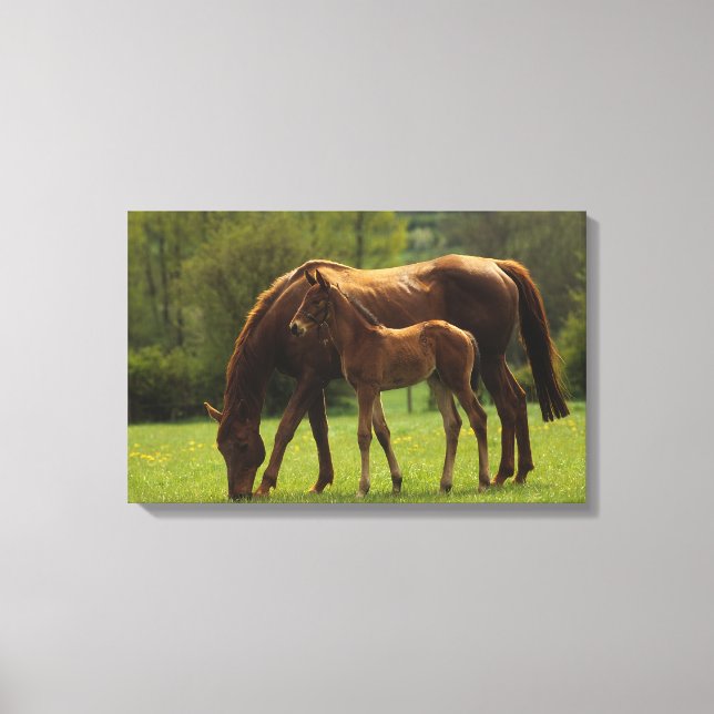 Durchgeklebte Mare & Foal 2 Leinwanddruck (Vorderseite)