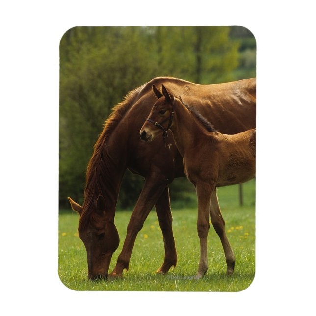 Durchgeklebte Mare & Foal 2 Magnet (Vertikal)