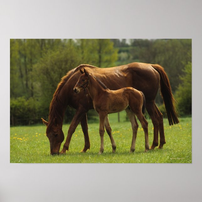 Durchgeklebte Mare & Foal 2 Poster (Vorne)