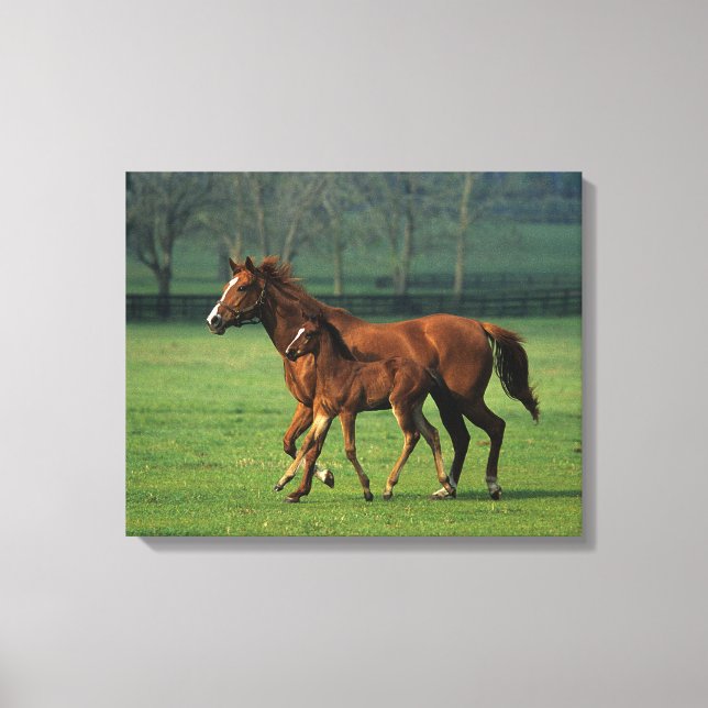 Durchgeklebte Mare & Foal 3 Leinwanddruck (Vorderseite)