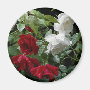 Durchnäßter Rosen-Blumen-Fotografie-Magnet Magnet