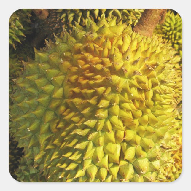Durian Fruit Quadratischer Aufkleber (Vorderseite)