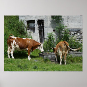 Durstiges Fleckvieh Poster