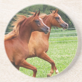 Durstiges Steinküstenmotorschiff 1 BOGO Colts Sandstein Untersetzer