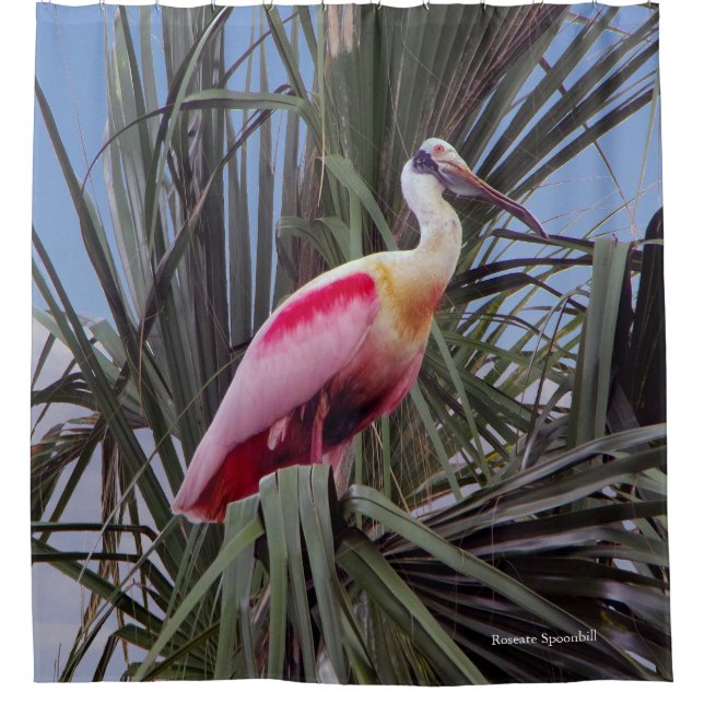 Duschvorhang für Roseate Spoonbill (Vorderseite)