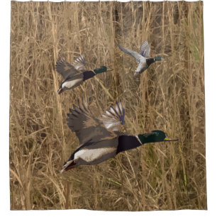Duschvorhang-Stockente duckt das Fliegen über Duschvorhang
