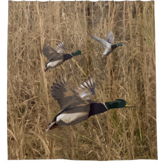 Duschvorhang-Stockente duckt das Fliegen über Duschvorhang