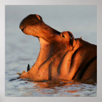 Dusk Hippopotamus Portrait
