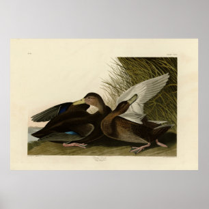 Dusky Duck - von John Audubons Vögeln in Amerika Poster