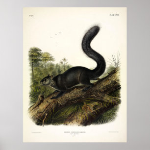 Dusky-Eichhörnchen oder Mexican Gray Eichhörnchen Poster