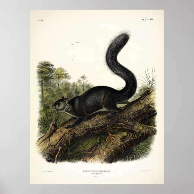 Dusky-Eichhörnchen oder Mexican Gray Eichhörnchen  Poster (Vorne)