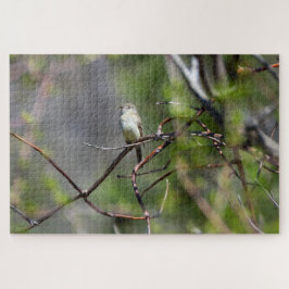 Dusky Flycatcher