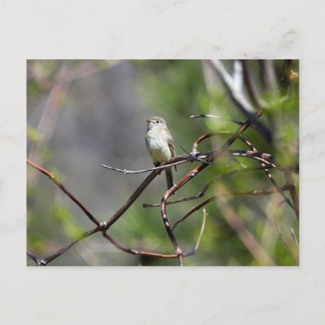 Dusky Flycatcher Postkarte (Vorderseite)