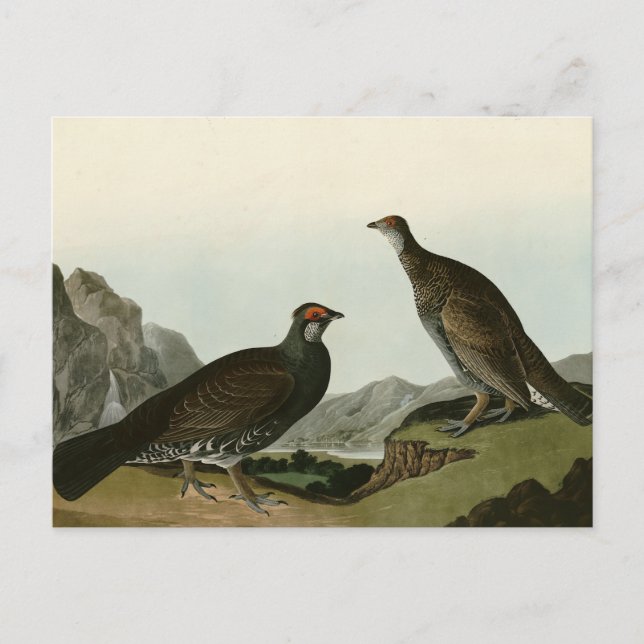 Dusky Grous (Blauer Grouse) Audubon Birds of Ameri Postkarte (Vorderseite)