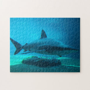 Dusky-Hai (Carcharhinus Obscurus), Ushaka