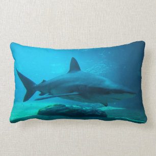 Dusky-Hai (Carcharhinus Obscurus), Ushaka Lendenkissen